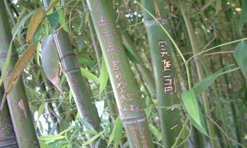 Zdjecie CHINY / brak / ZakazaneMiasto /