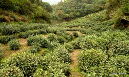 CHINY / - / Hangzhou / Hangzhou - pola herbaciane