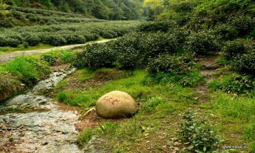 CHINY / - / Hangzhou / Hangzhou - pola herbaciane