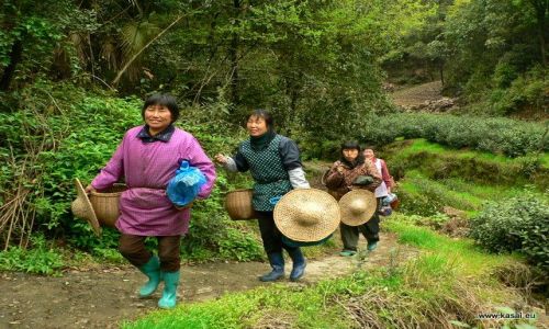 CHINY / - / Hangzhou / Hangzhou - pola herbaciane