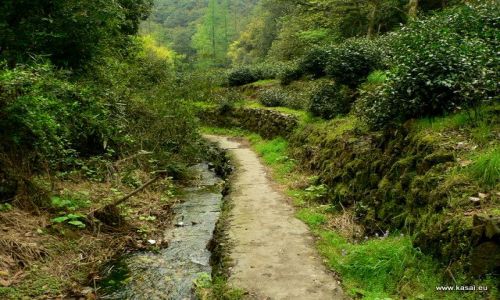 CHINY / - / Wioska Longjing / Hangzhou - Wioska Longjing - herbaciana kraina