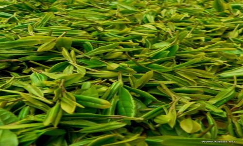 CHINY / - / Wioska Longjing / Hangzhou - Wioska Longjing - herbata