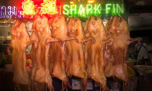 Zdjecie CHINY / - / - / Dzi szef kuchni poleca...