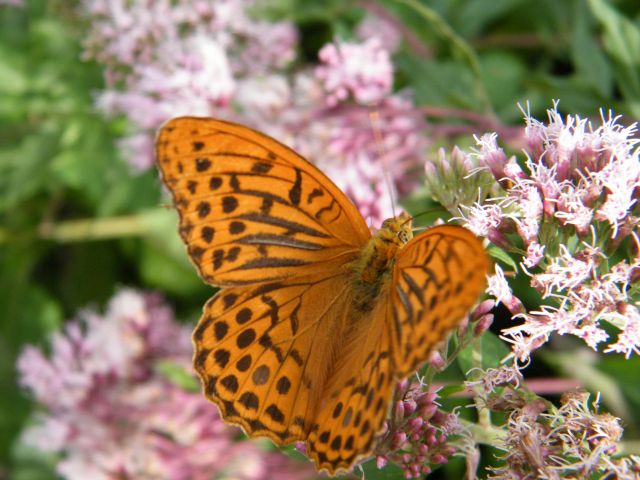 Zdjęcia: Plitvice, Chorwacki motyl, CHORWACJA Zdjęcia: Plitvice, Chorwacki motyl, CHORWACJA