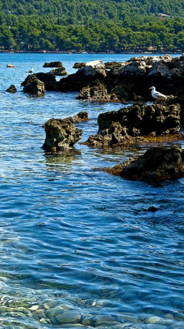Zdjęcia: Hvar, wybrzeze, CHORWACJA Zdjęcia: Hvar, wybrzeze, CHORWACJA
