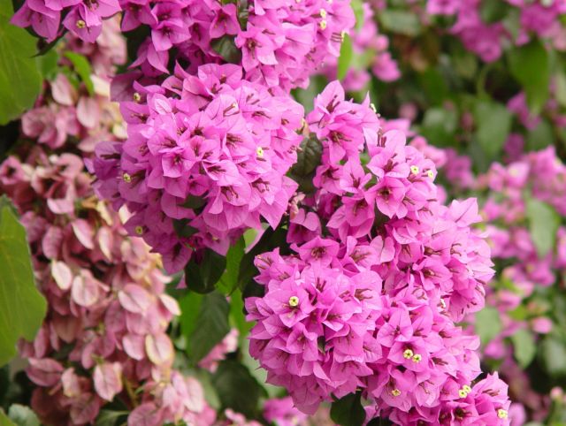 Zdjęcia: Zabiace, Sibenik, Pinkflower 1, CHORWACJA Zdjęcia: Zabiace, Sibenik, Pinkflower 1, CHORWACJA