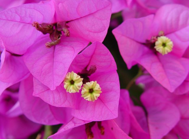 Zdjęcia: Przedmieście, Zadar, Pinkflower 2, CHORWACJA Zdjęcia: Przedmieście, Zadar, Pinkflower 2, CHORWACJA
