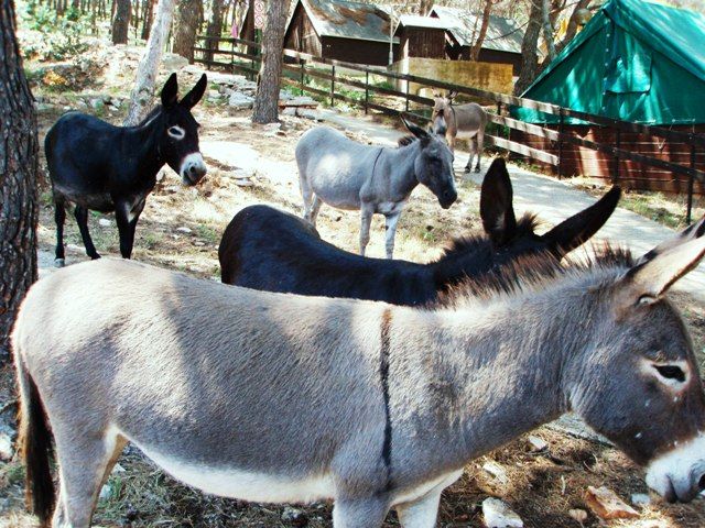 Zdjęcia: Park Narodowy, Kornati, Wolni mieszkańcy Parku Kornati - osiołki, CHORWACJA Zdjęcia: Park Narodowy, Kornati, Wolni mieszkańcy Parku Kornati - osiołki, CHORWACJA