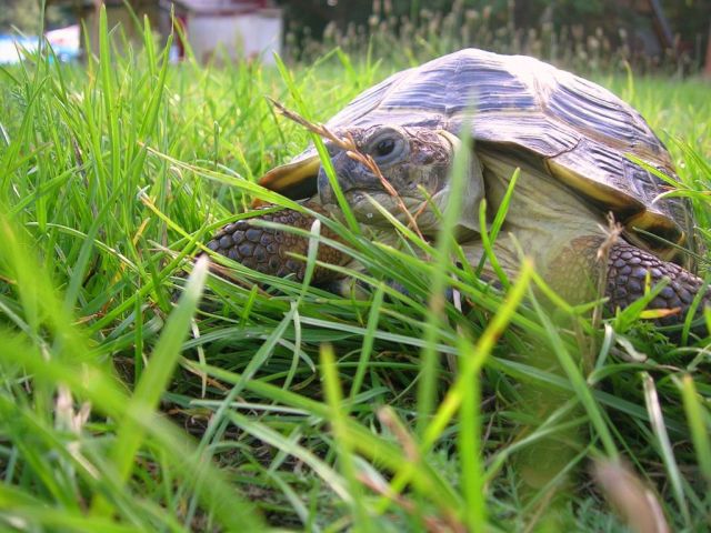 Zdjęcia: Sevid, Dalmacja, Żółwi wdzięk, CHORWACJA Zdjęcia: Sevid, Dalmacja, Żółwi wdzięk, CHORWACJA