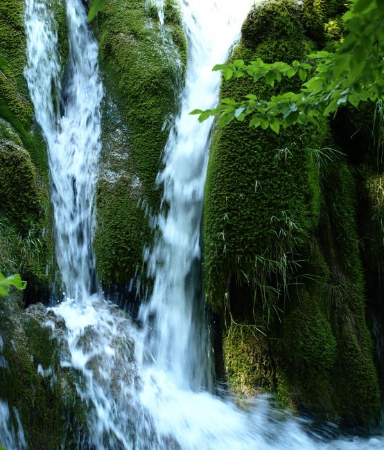 Zdjęcia: ..., Plitvice, roślinki i woda, CHORWACJA Zdjęcia: ..., Plitvice, roślinki i woda, CHORWACJA