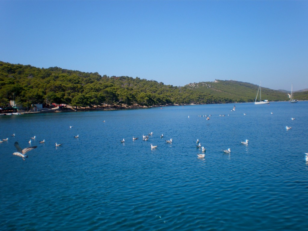 Zdjęcia: Kornati, Ptakowo..rejsowanie, CHORWACJA Zdjęcia: Kornati, Ptakowo..rejsowanie, CHORWACJA