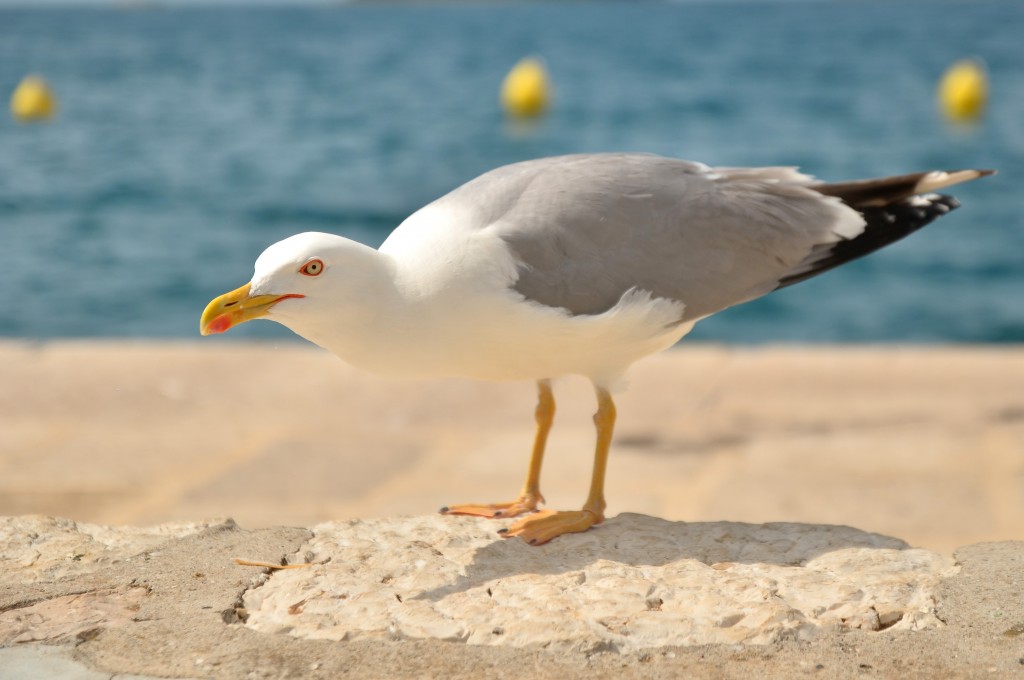 Zdjęcia: Rovinj, Półwysep Istria, Chorwacka mewa, CHORWACJA Zdjęcia: Rovinj, Półwysep Istria, Chorwacka mewa, CHORWACJA