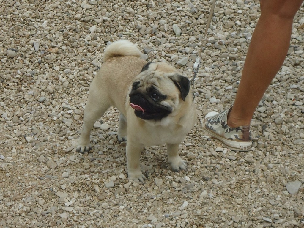 Zdjęcia: Baśka, Dalmcja, Pupilek na plaży, CHORWACJA Zdjęcia: Baśka, Dalmcja, Pupilek na plaży, CHORWACJA