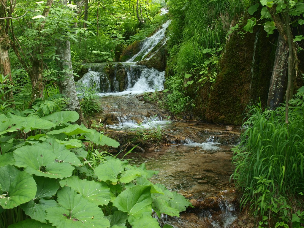 Zdjęcia: Park Narodowy Jezior Plitvickich, Jeziora Plitvickie, CHORWACJA Zdjęcia: Park Narodowy Jezior Plitvickich, Jeziora Plitvickie, CHORWACJA