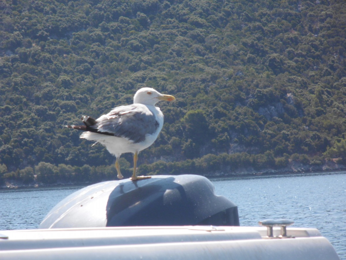 Zdjęcia: Lastovo, Dama, CHORWACJA Zdjęcia: Lastovo, Dama, CHORWACJA