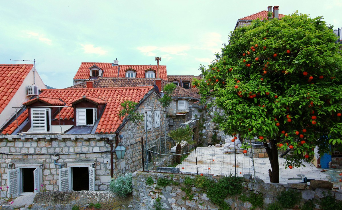 Zdjęcia: Dubrovnik, Południowa Dalmacja, Drzewko pomarańczy, CHORWACJA Zdjęcia: Dubrovnik, Południowa Dalmacja, Drzewko pomarańczy, CHORWACJA