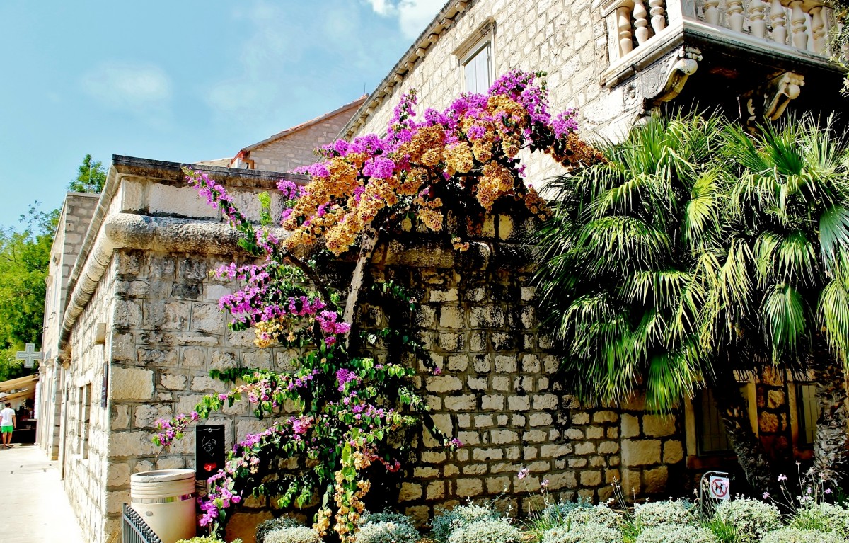 Zdjęcia: Bol, Wyspa Brac, Kwieciście, CHORWACJA Zdjęcia: Bol, Wyspa Brac, Kwieciście, CHORWACJA