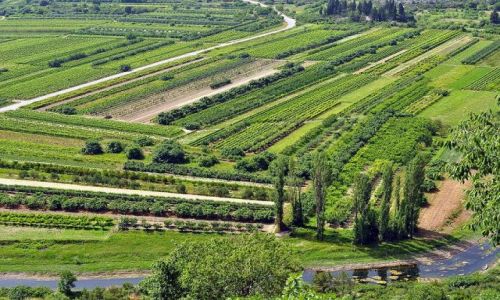 Zdjęcie CHORWACJA / Dalmacja /  okolice Splitu / Chorwackie winnice