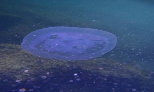 Zdjecie CHORWACJA / Istria / Savudria/Umag / Meduzyno Meduzyno
