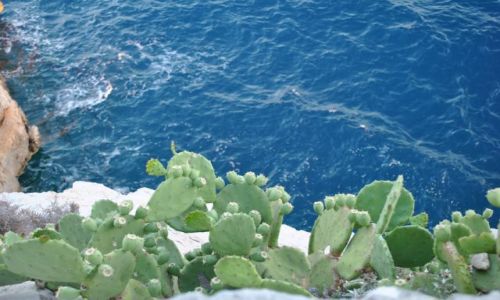 Zdjęcie CHORWACJA / Dalmacja - Riwiera Makarska / Makarska / Kaktusy