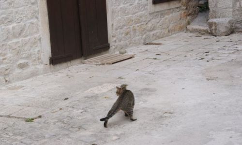 Zdjecie CHORWACJA / DALMACJA / TROGIR / zauki Trogiru