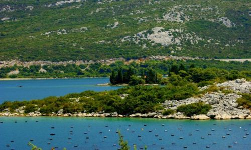 Zdjęcie CHORWACJA / Chorwcaja / Chorwcaja / Chodowla muli