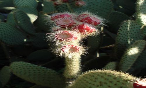 Zdj�cie CHORWACJA / - / STARINGRAD / OPUNCJA