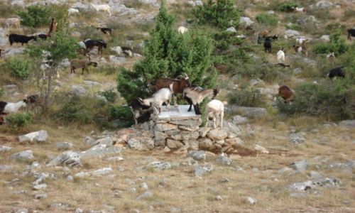 Zdjęcie CHORWACJA / - / OKOLICE STARIGRADU / KOZY