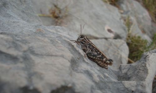 Zdjęcie CHORWACJA / - / PARK NARODOWY PAKIELNICA / OWAD