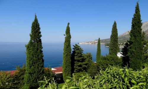 Zdjecie CHORWACJA / Dalmacja / Riwiera Makarska / cyprysy...