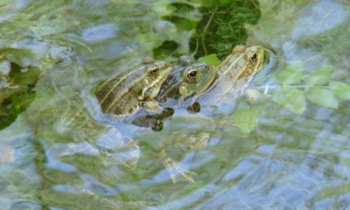 Zdjcie CHORWACJA / - / Rzeka Krka / aby
