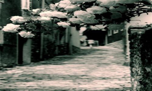 Zdjęcie CHORWACJA / Istria / Motovun / uliczki Motovun