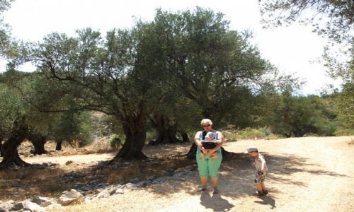 Zdjęcie CHORWACJA / dalmacja / Lun / gaj oliwny Lun