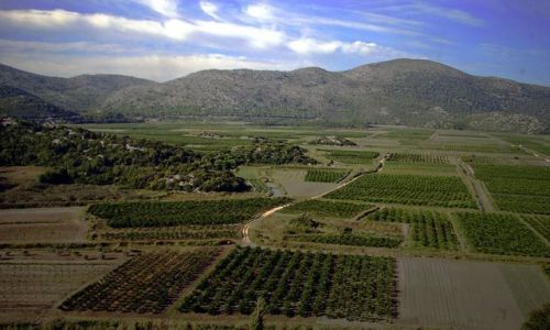 Zdjęcie CHORWACJA / Dalmacja / Plantacja drzew cytrusowych / Plantacja drzew cytrusowych