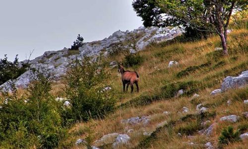 Zdjęcie CHORWACJA / Dalmacja / Biokowo / ...