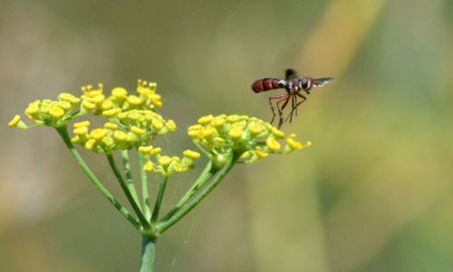 Zdjęcie CHORWACJA / Dalmacja / Poljana / Konkurs