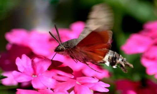 Zdjęcie CHORWACJA / Dalmacja / Poljana / Konkurs