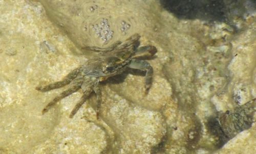 Zdjecie CHORWACJA / Chorwacja / Korcula / krab-konkurs
