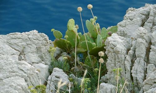 Zdjecie CHORWACJA / Dalmacja / Makarska / ...