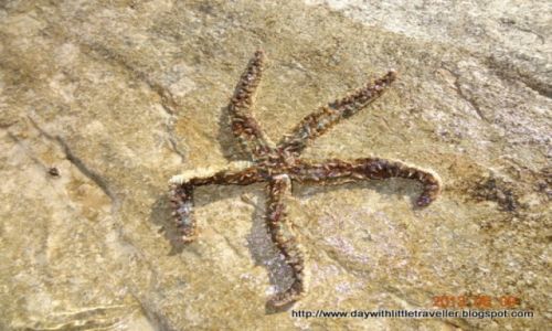 Zdjęcie CHORWACJA / Wyspa Dugi Otok / wies Bozava / Rozgwiazda