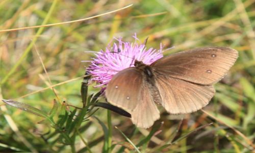 Zdjcie CHORWACJA / Masyw Biokovo / Park Przyrodniczy Biokovo / Przestrojnik trawnik (Aphantopus hyperantus)