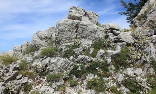 Zdjcie CHORWACJA / Masyw Biokovo / Park Przyrodniczy Biokovo, Ogrd Botaniczny Kotiina / Kwitnca i pachnca skaa