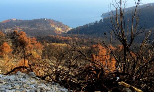 Zdjęcie CHORWACJA / Pelješac / droga do Trstenika / bardzo smutny widok...