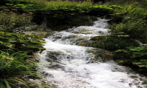 Zdjcie CHORWACJA / upanja Licko-Senjska / Park Narodowy Jezior Pitwickich / ywio