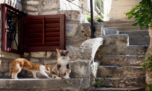 Zdjecie CHORWACJA / Hvar / Hvar / ach, jak przyjemnie...