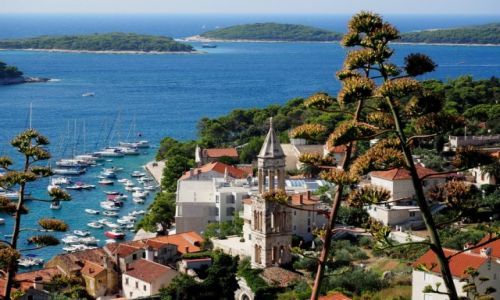 Zdjecie CHORWACJA / Hvar / Hvar / kwitnie jeden raz w yciu...