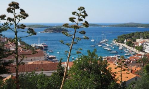 Zdjecie CHORWACJA / Hvar / Hvar, widok na port jachtowy / zza kwiatw agawy...