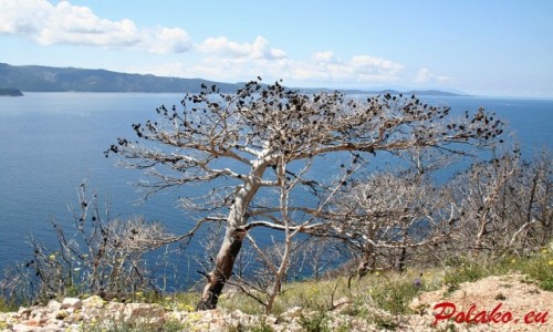 Zdjcie CHORWACJA / Dalmacja / Vela Farska / Widok na Wysp Hvar