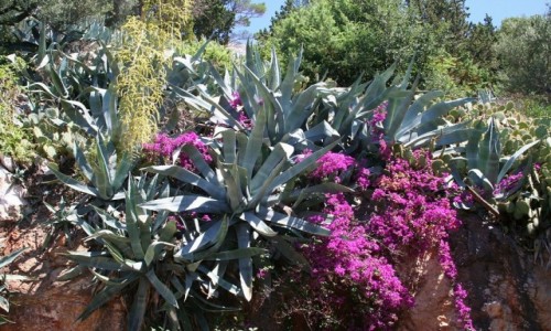 Zdjecie CHORWACJA / Dalmacja / Hvar / Agawy