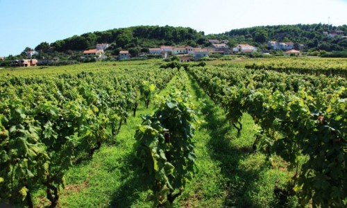 CHORWACJA / Korula / Lumbarda / Winogrona